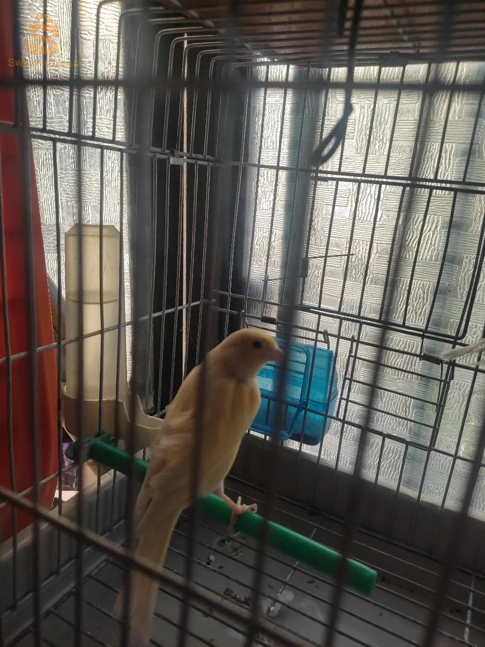 كوبلا كناري وكاليبسو