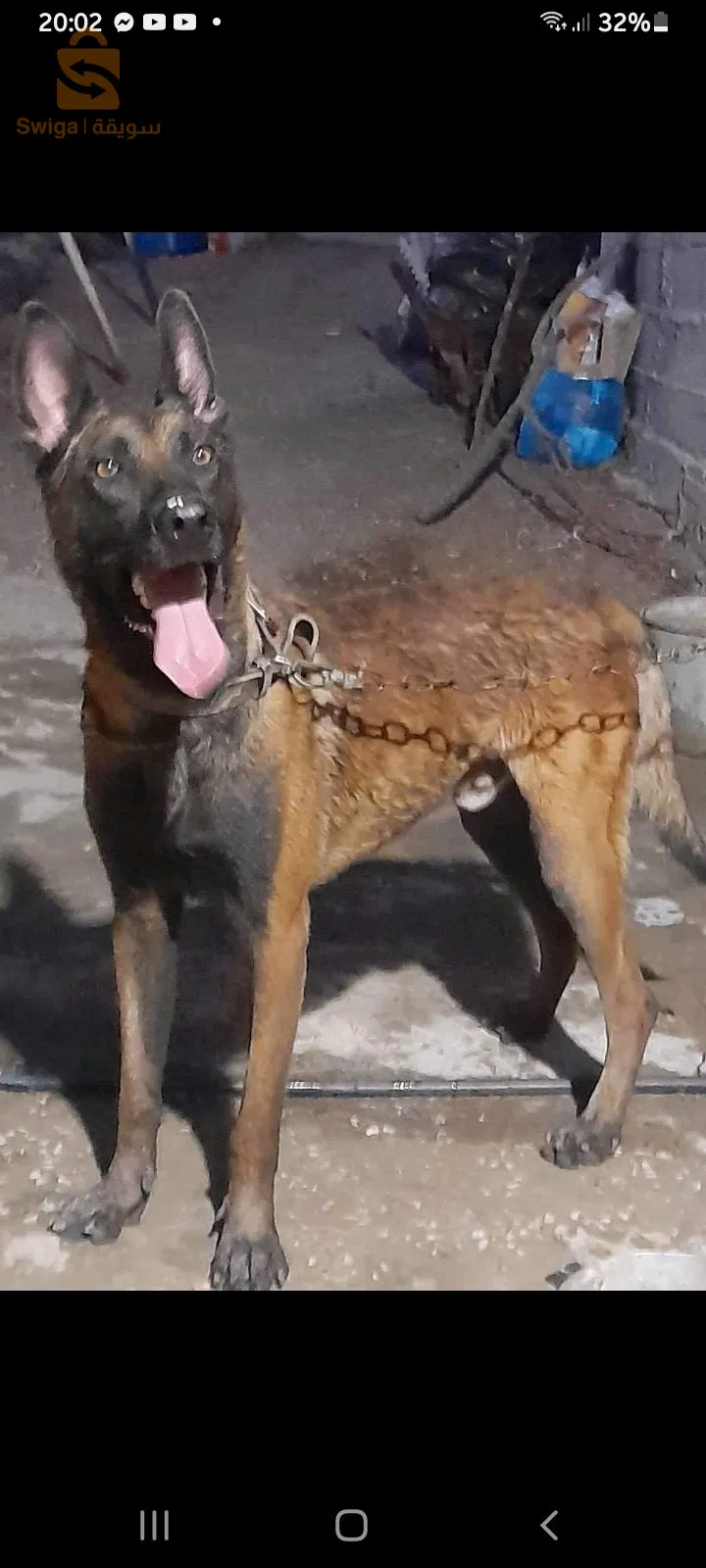 malinois