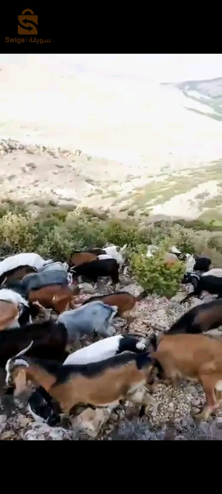 عطاو لحلال  مليون وتسعمئة وخمسون  1.950