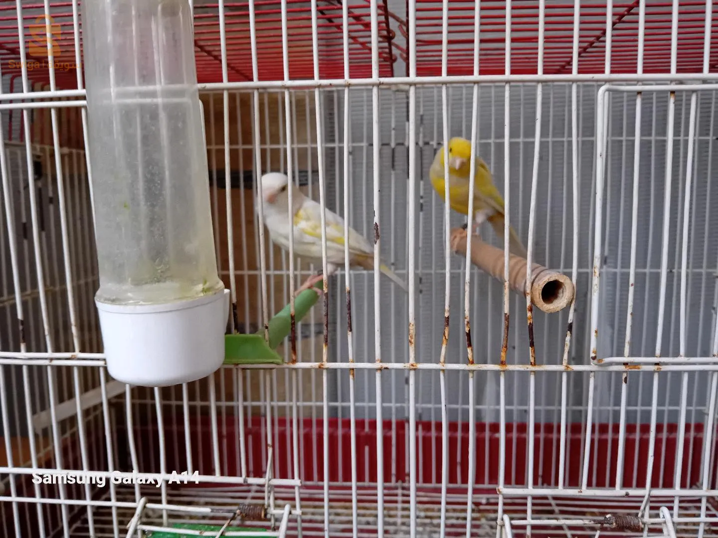 كناري انثي و ذكر نوعه الجاص