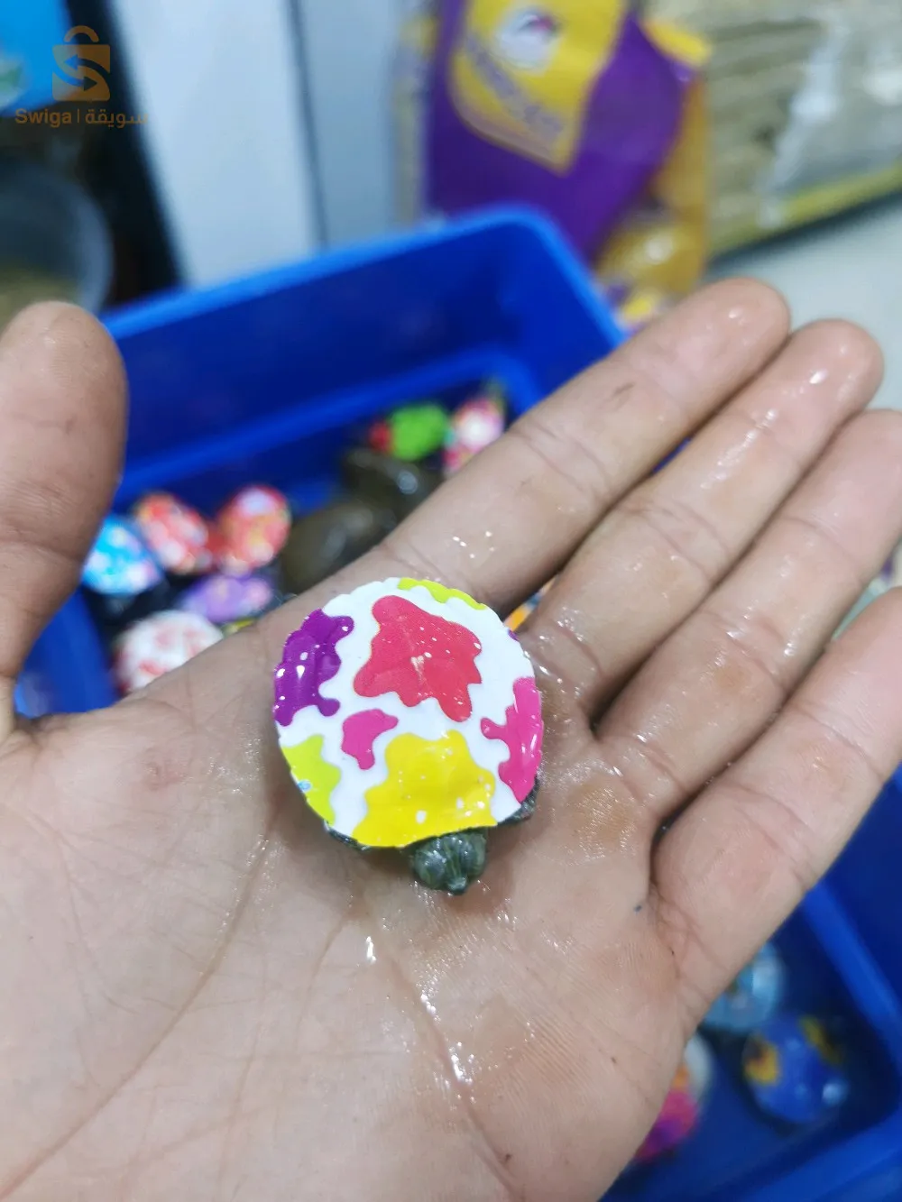 سلاحف برمائية مستوردة
