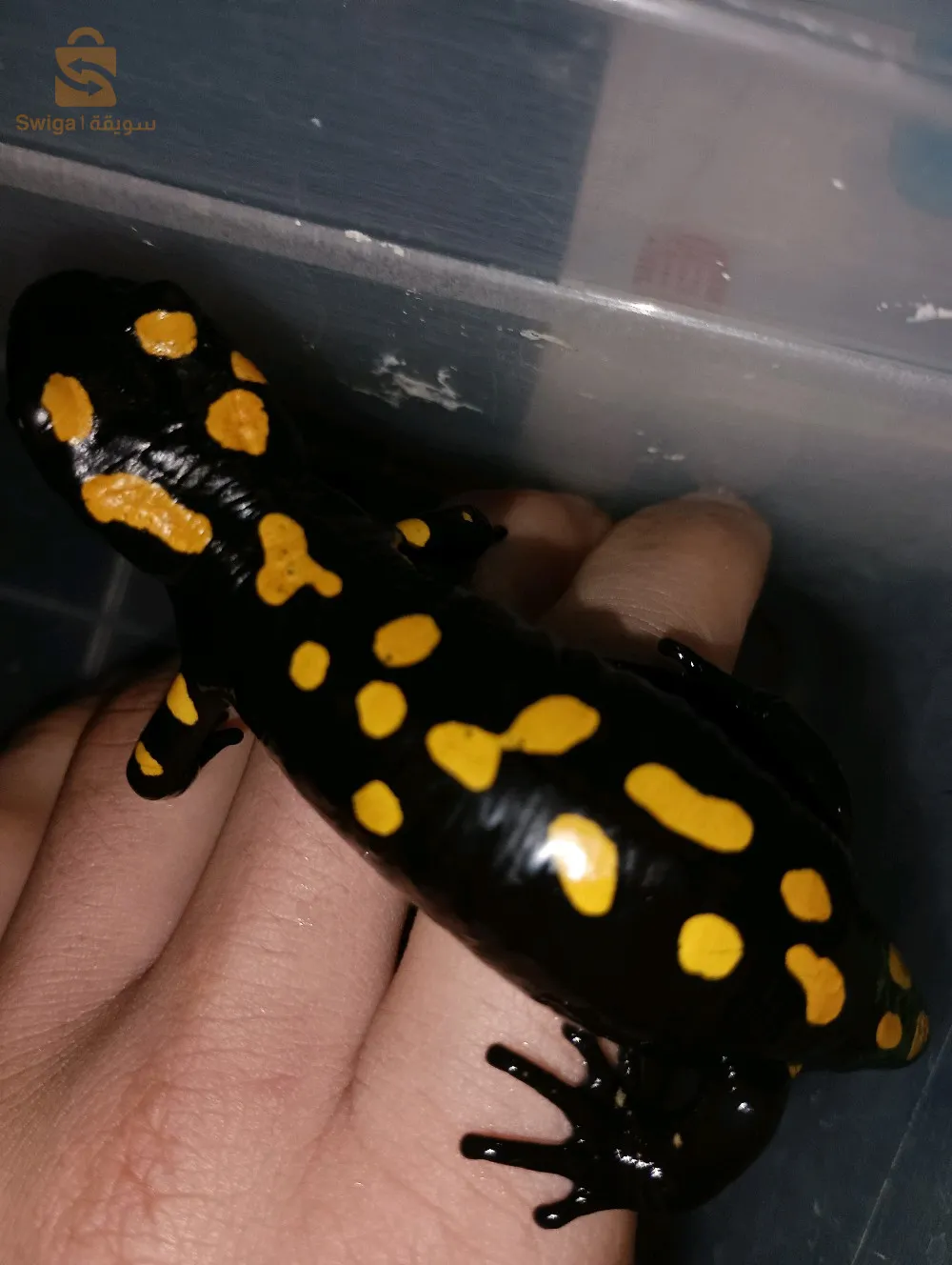 سلمندر ناري