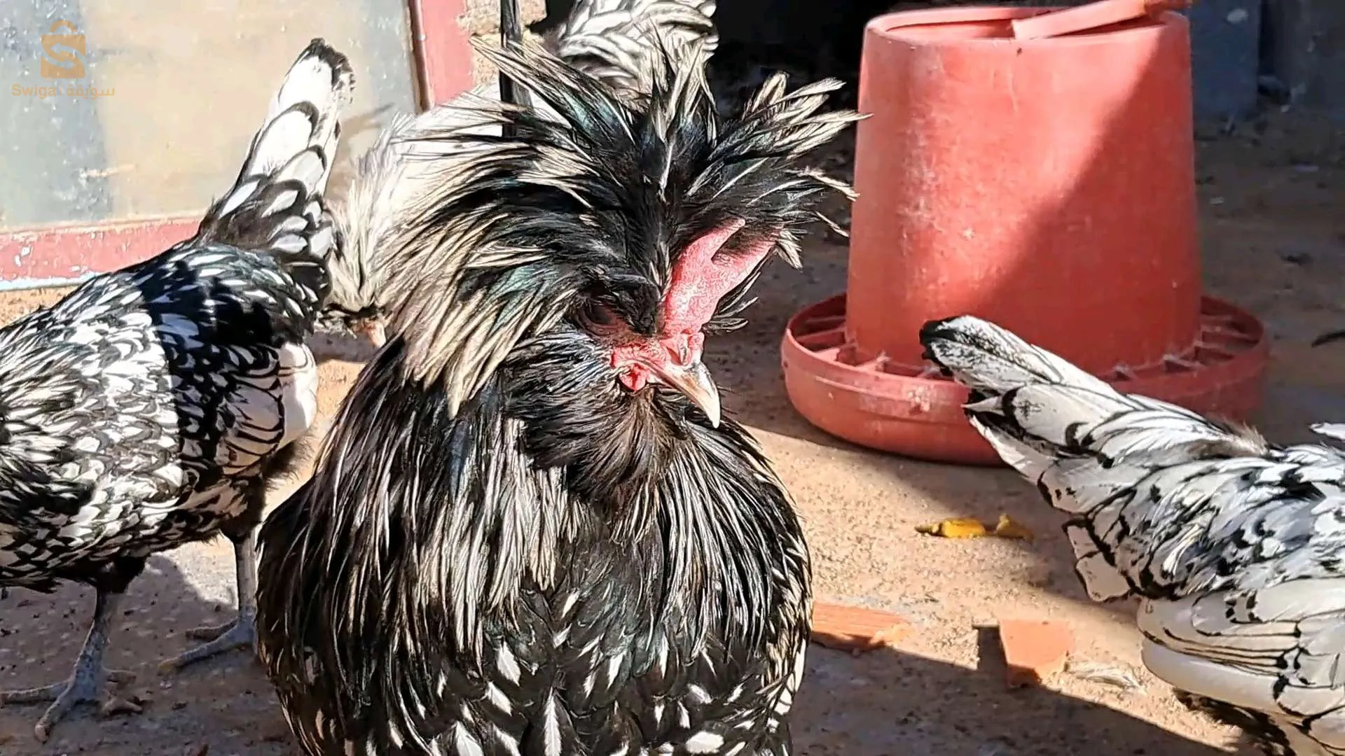 بيع بي كبلات