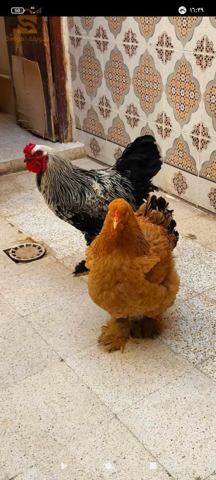 كوبل براهما