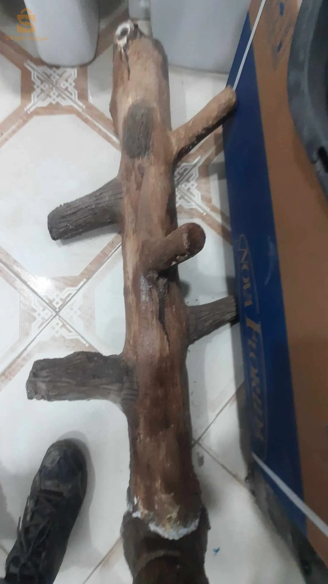 البليدة