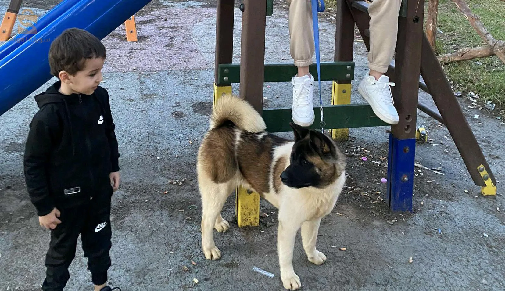 akita American