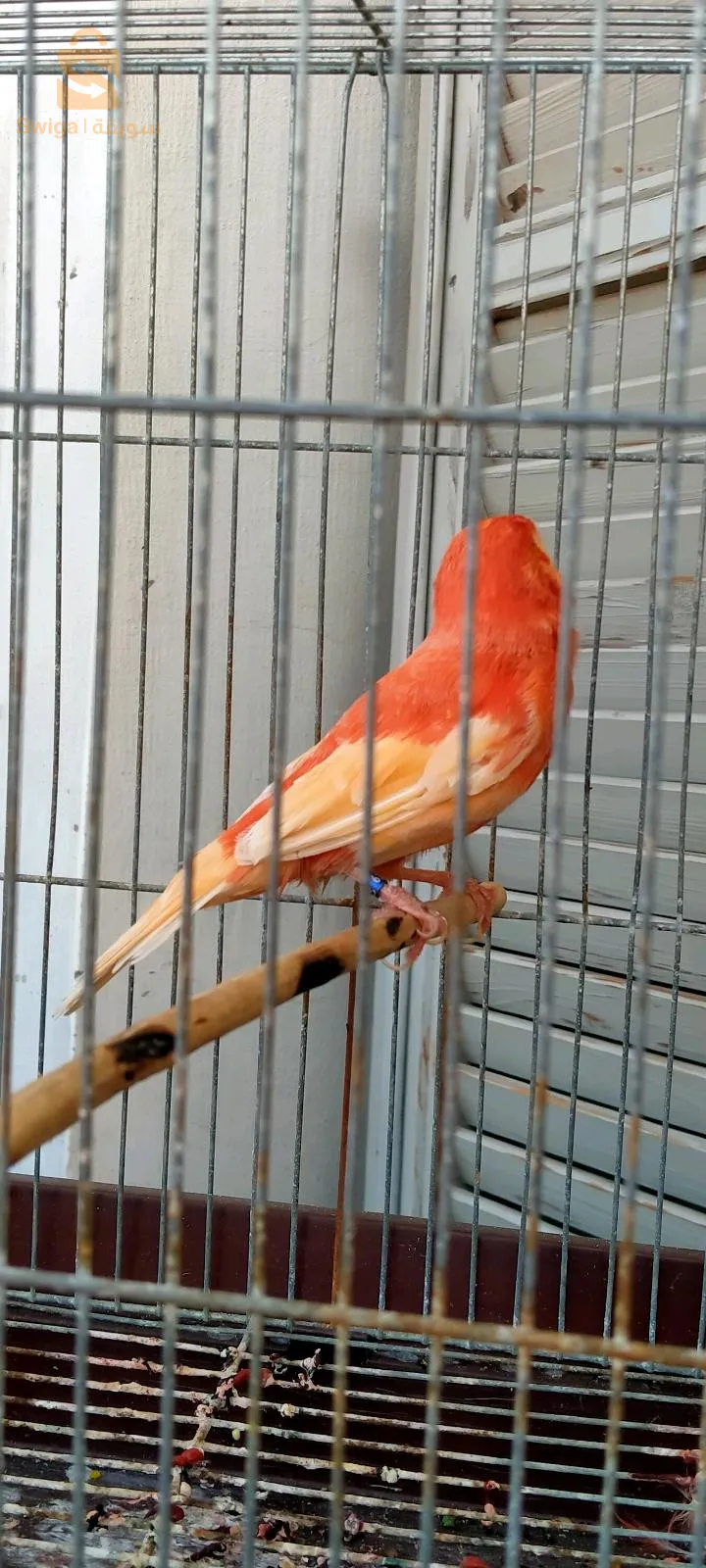 عنابة سيدي عمار