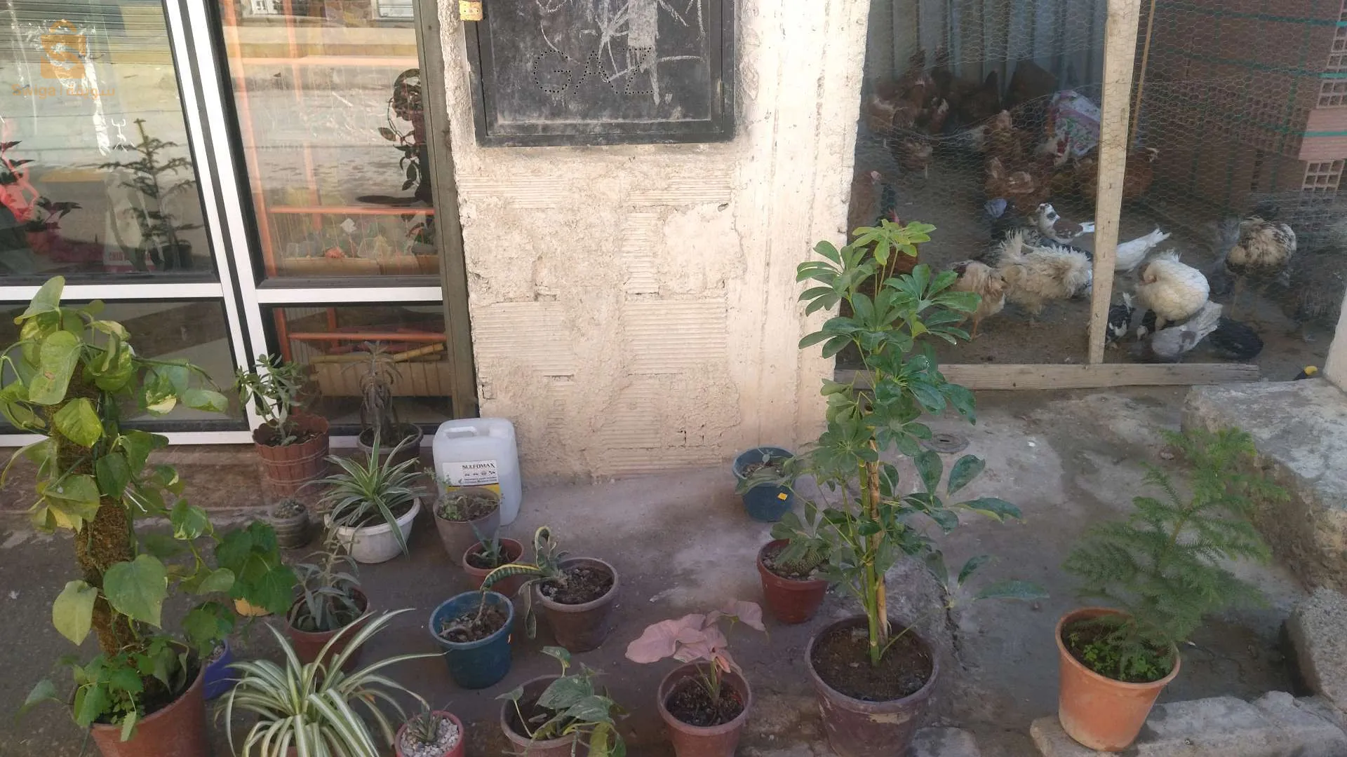 بيع كل الطيور والاسماك
