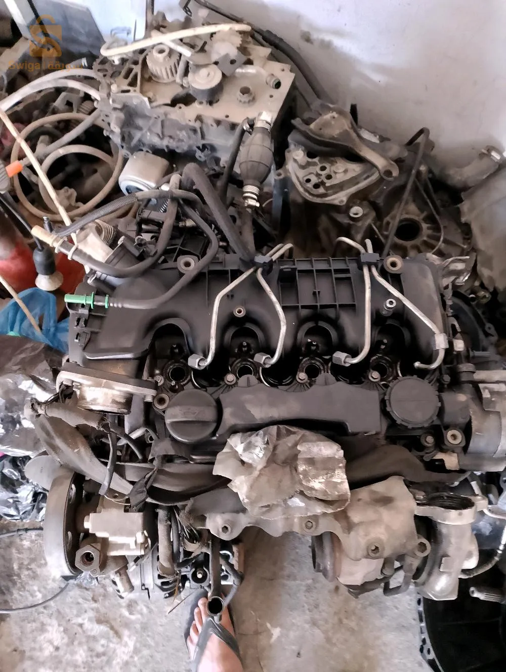 شلغوم العيد