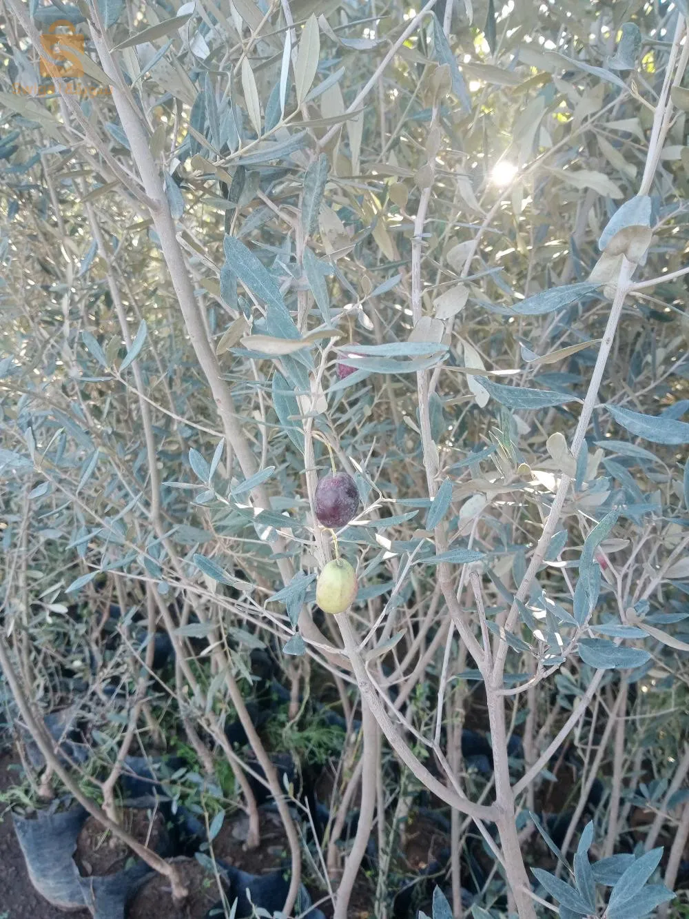 شتلات أشجار مثمرة والتزين