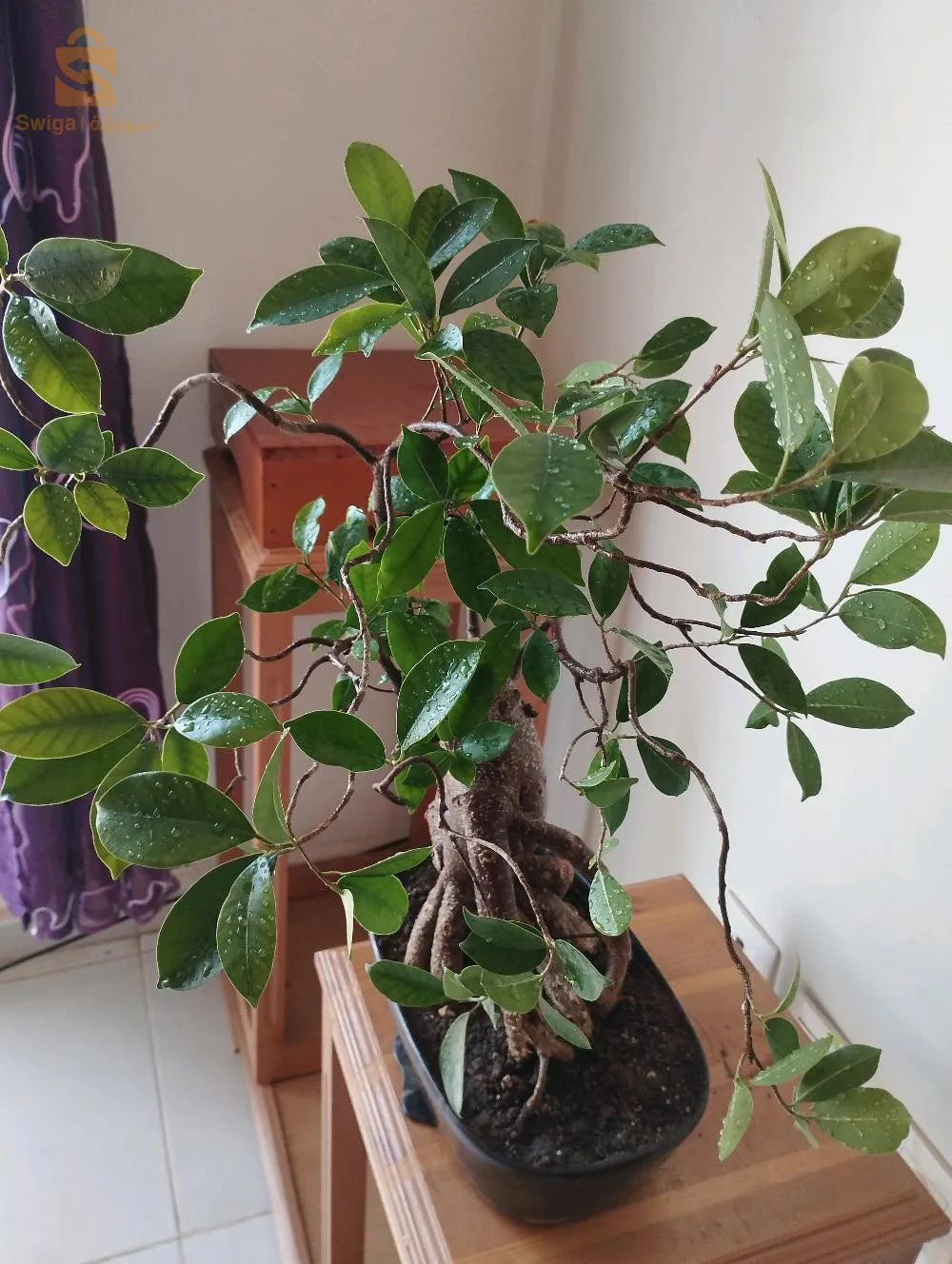 bonsaï ficus