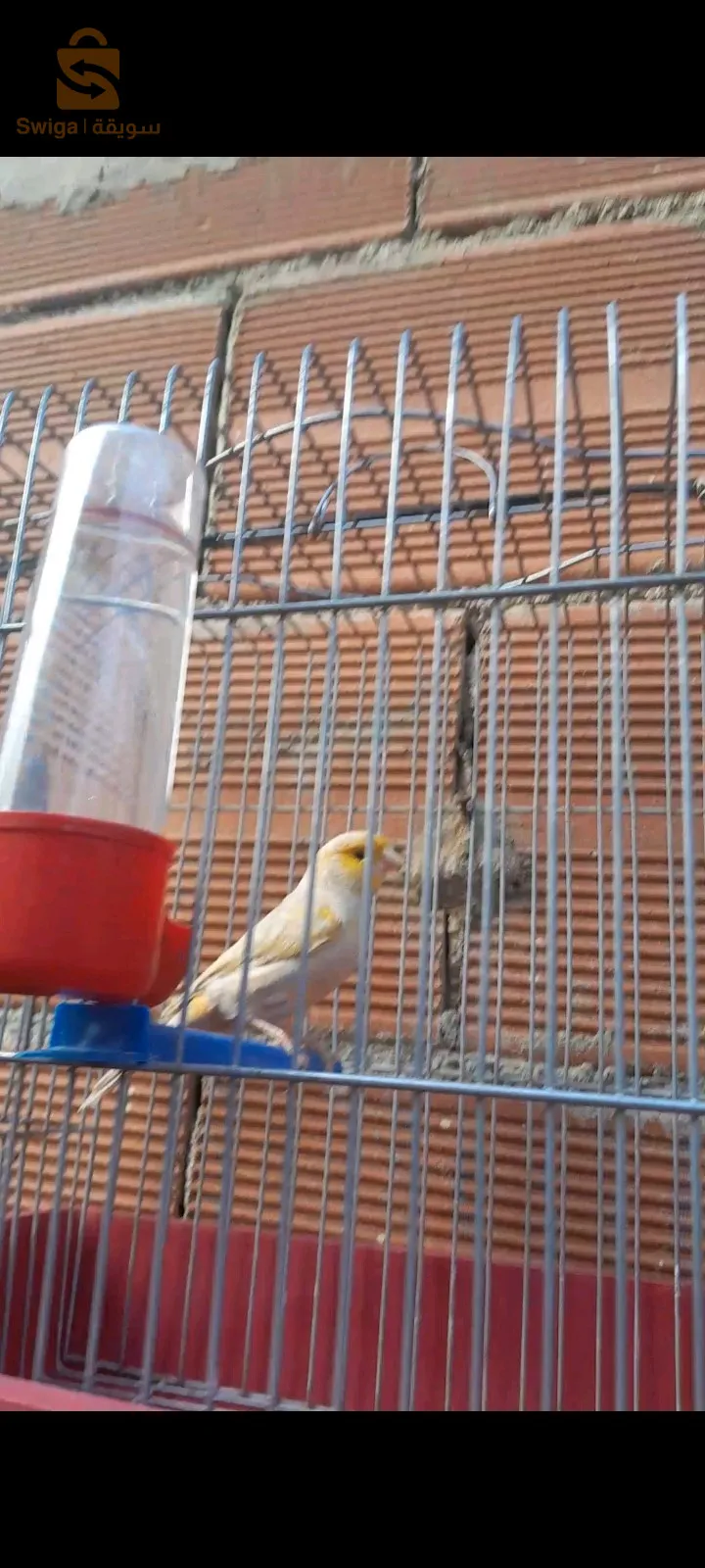 mal mosaïque jaspe dd