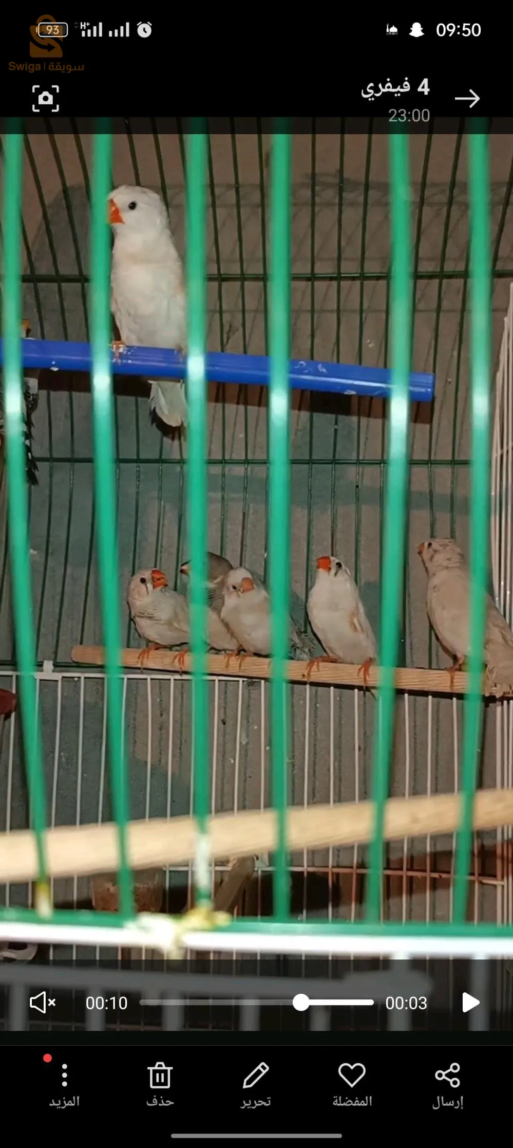 طيور موندار ديامو