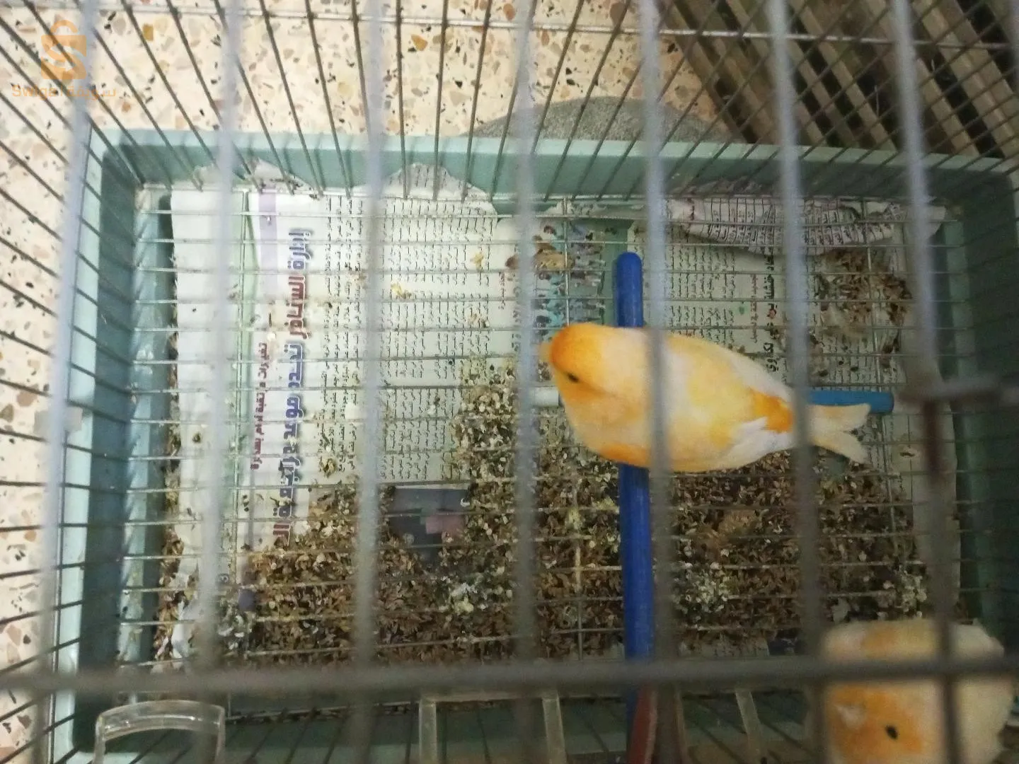 كناري للبيع