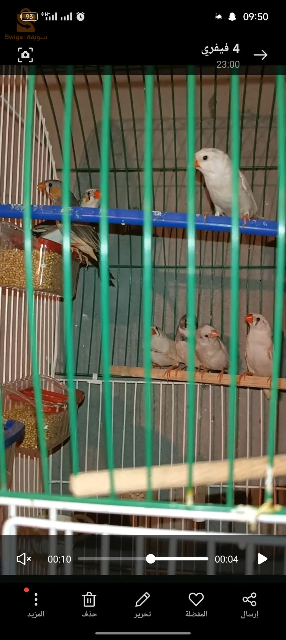 طيور موندار ديامو