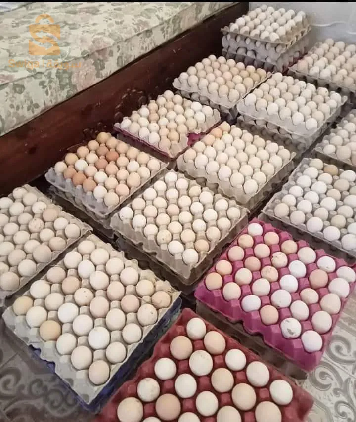 بيض عرب و فيومي مخصب بنسبة عالية إن شاء الله