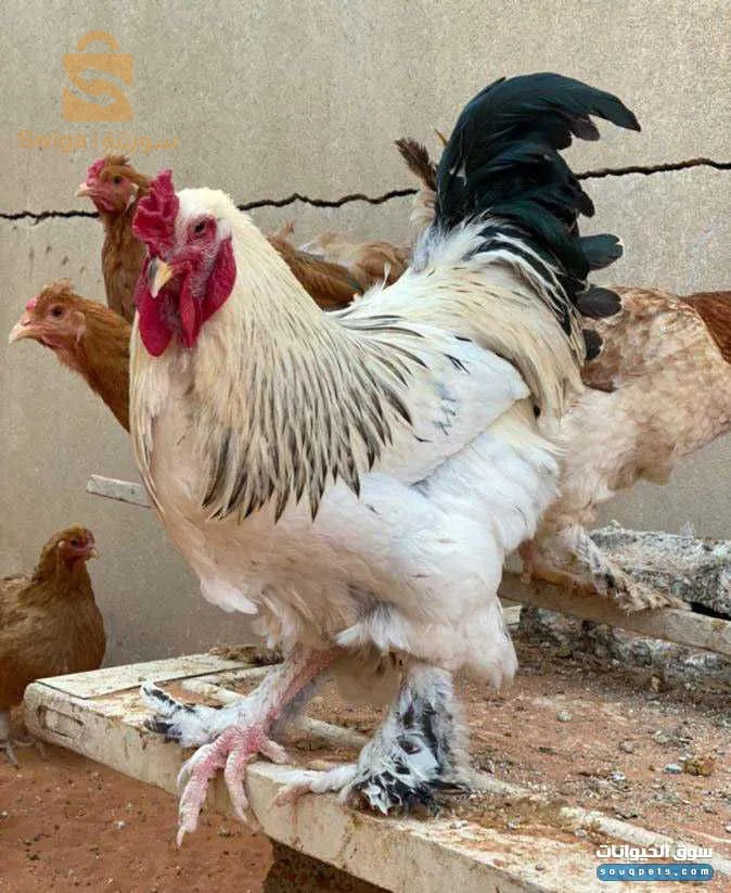 دجاج براهمة