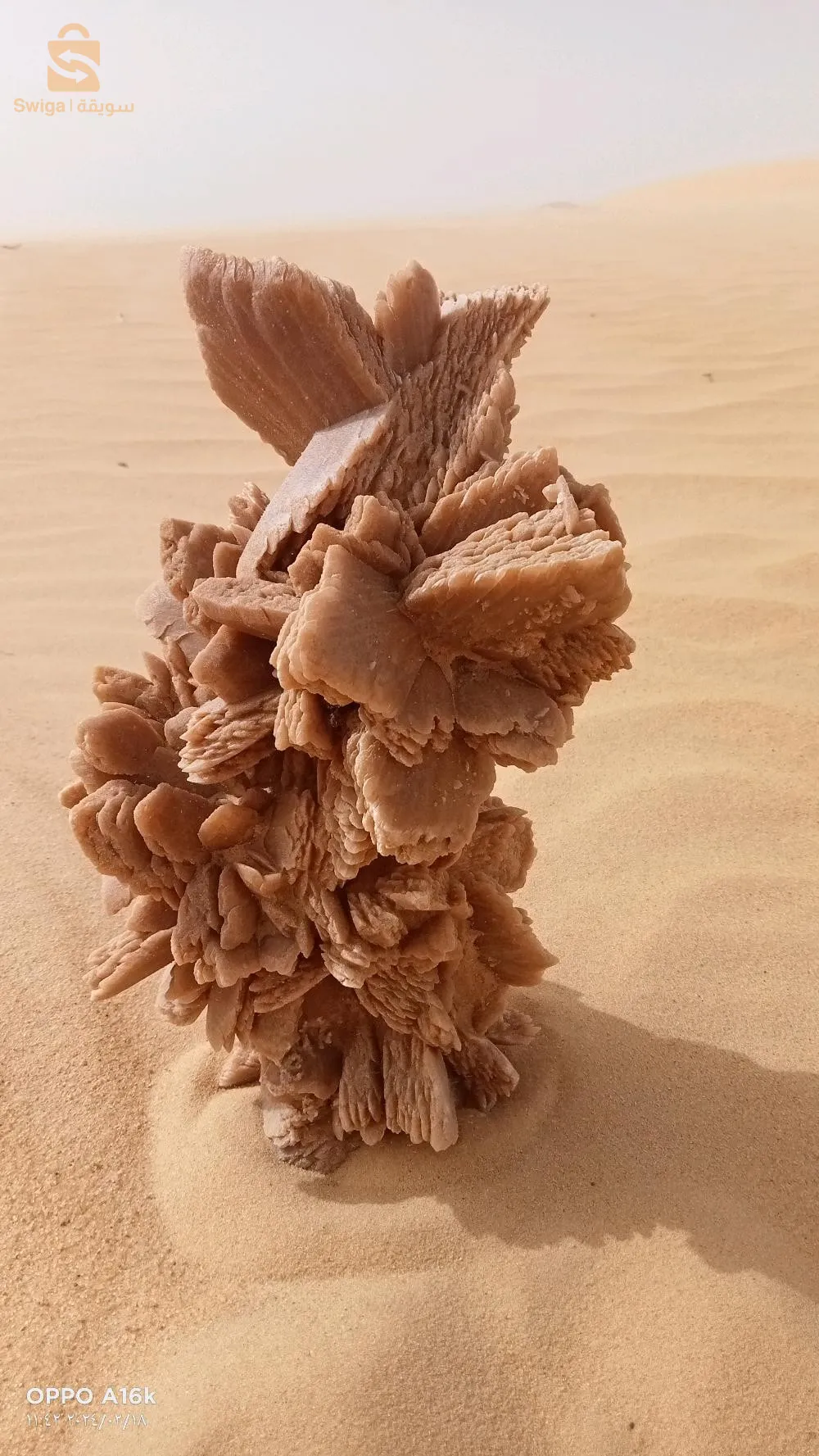 ورود الصحراء