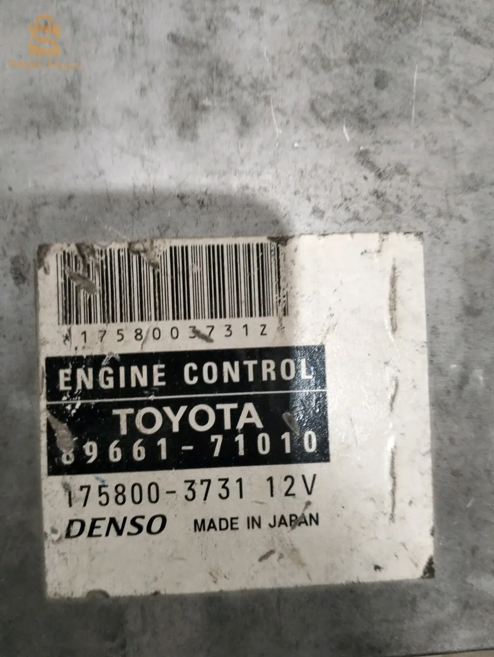 شلغوم العيد