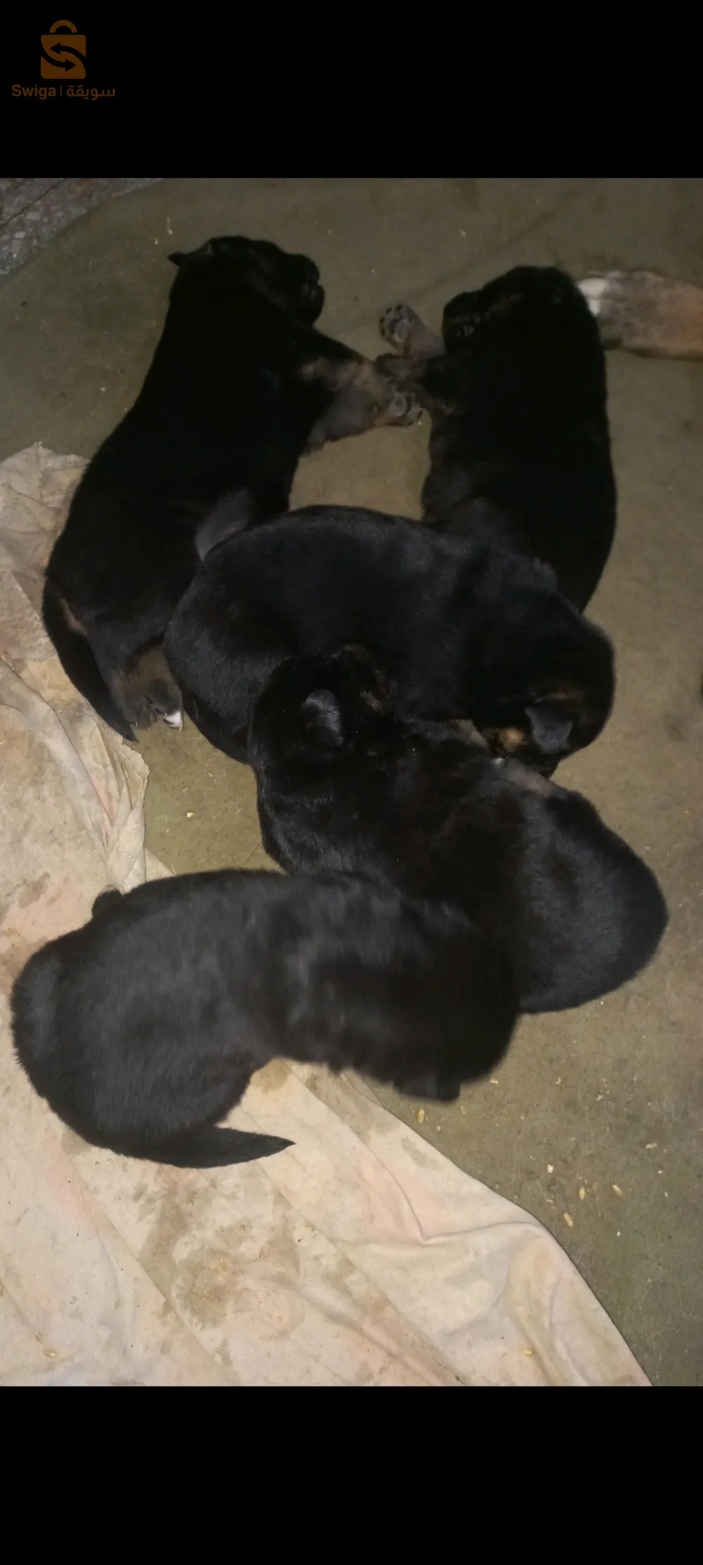 chiens Berger allemand