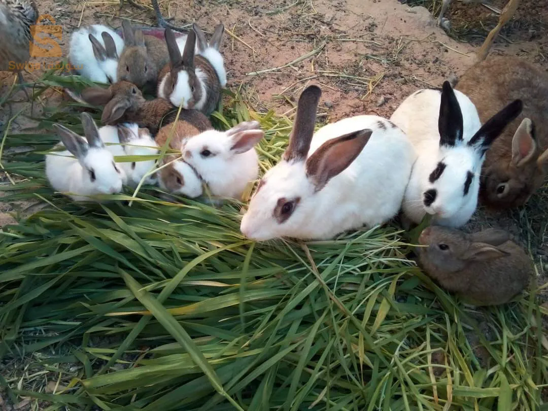 مرحبا بيكم خوتي