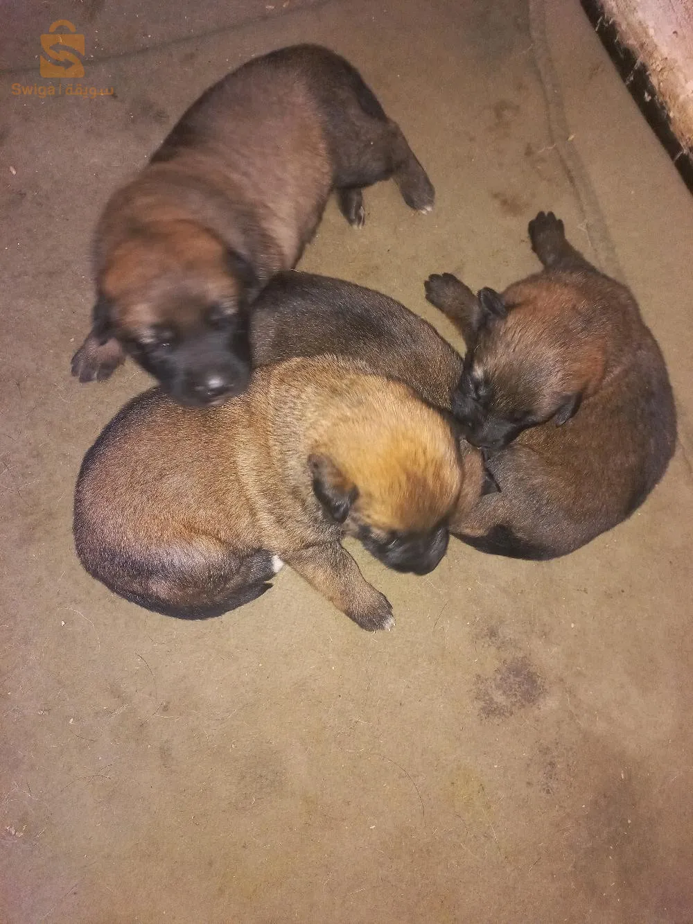 مالينوا ماسك نوار