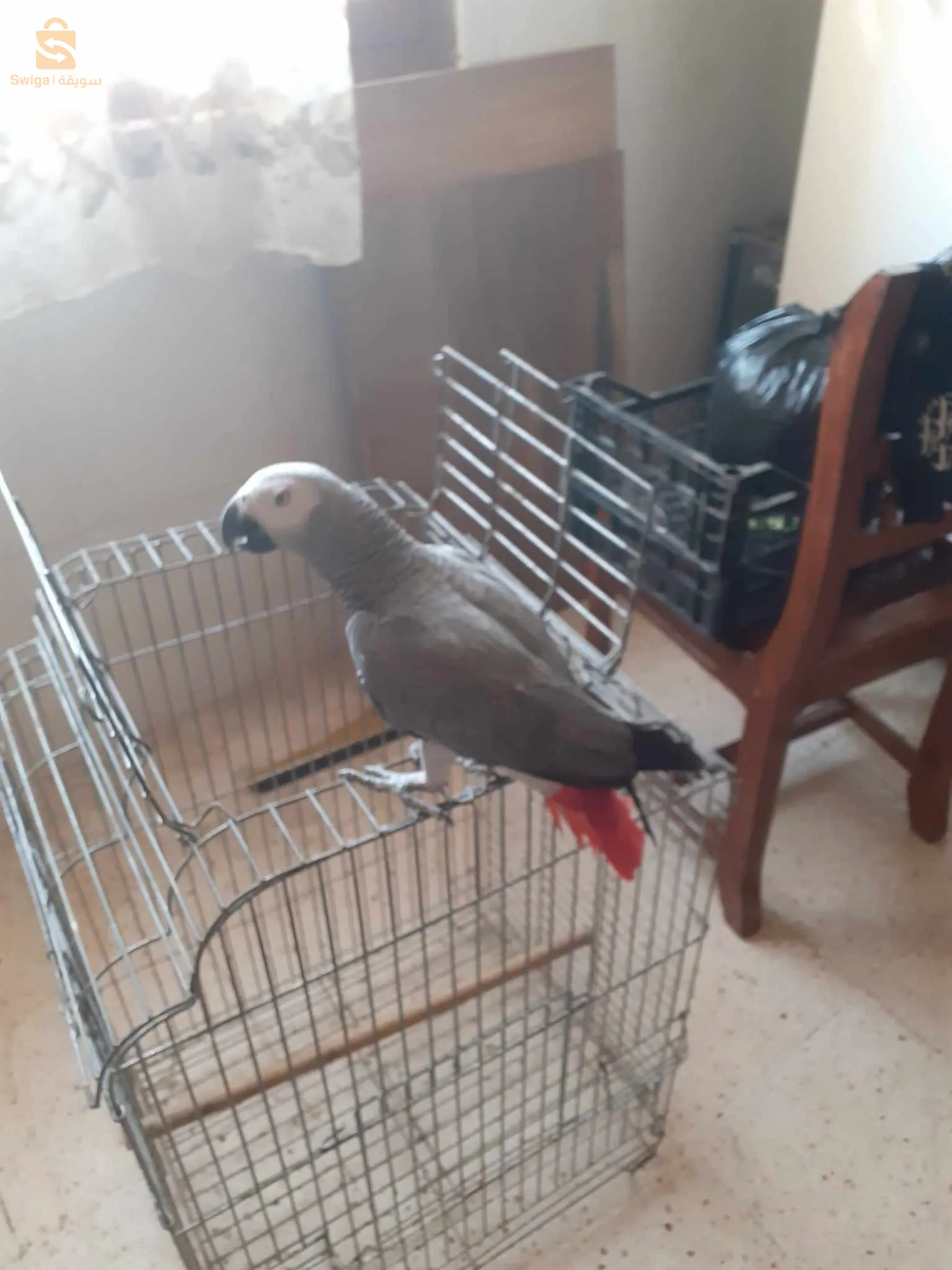 غابوني