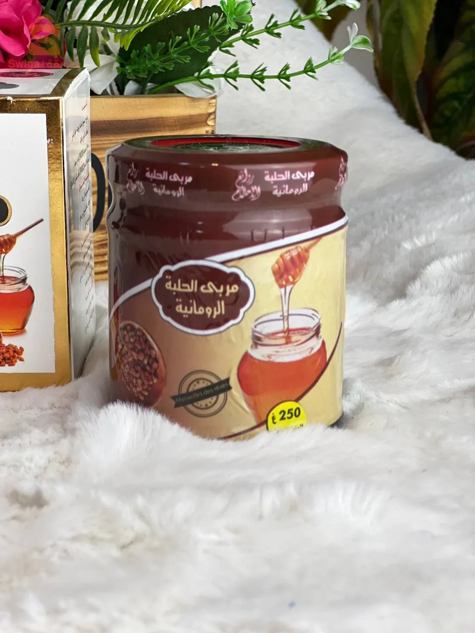 مربى الحلبة الرومانية