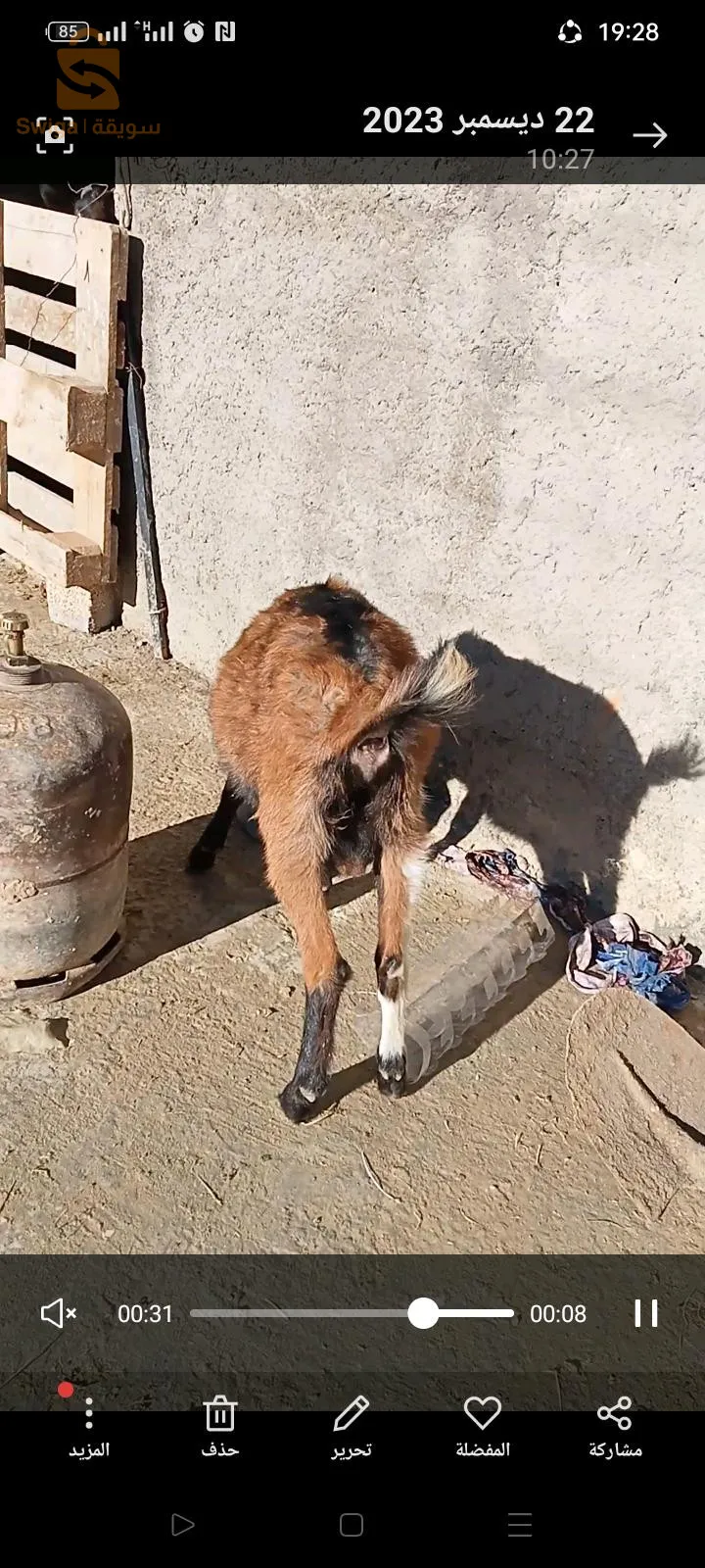 المدية