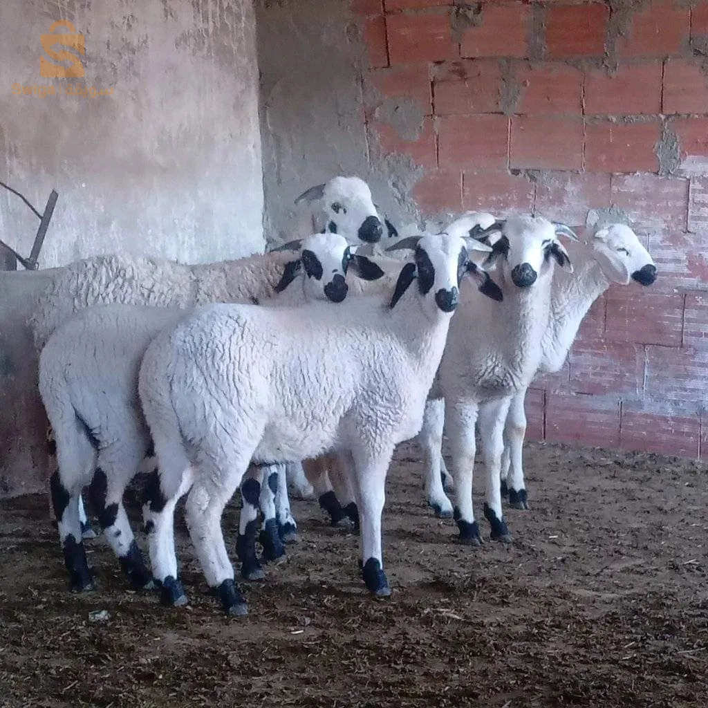 خرفان صردي سلعة جديدة مرحبآ 0772474256