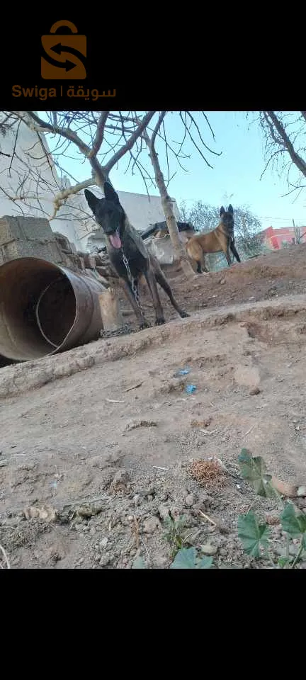 ابعث و ساهل