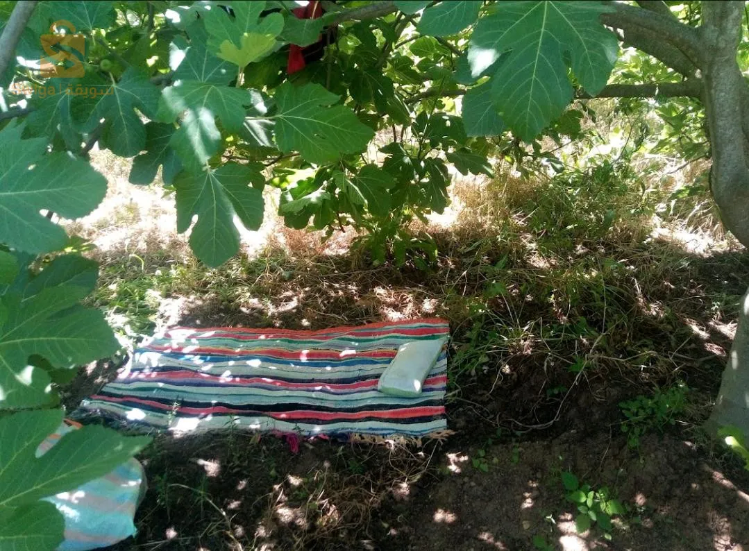 جنان كرموس و رمان بسعر جيد مرحبا بكم