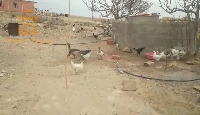 وز عربي