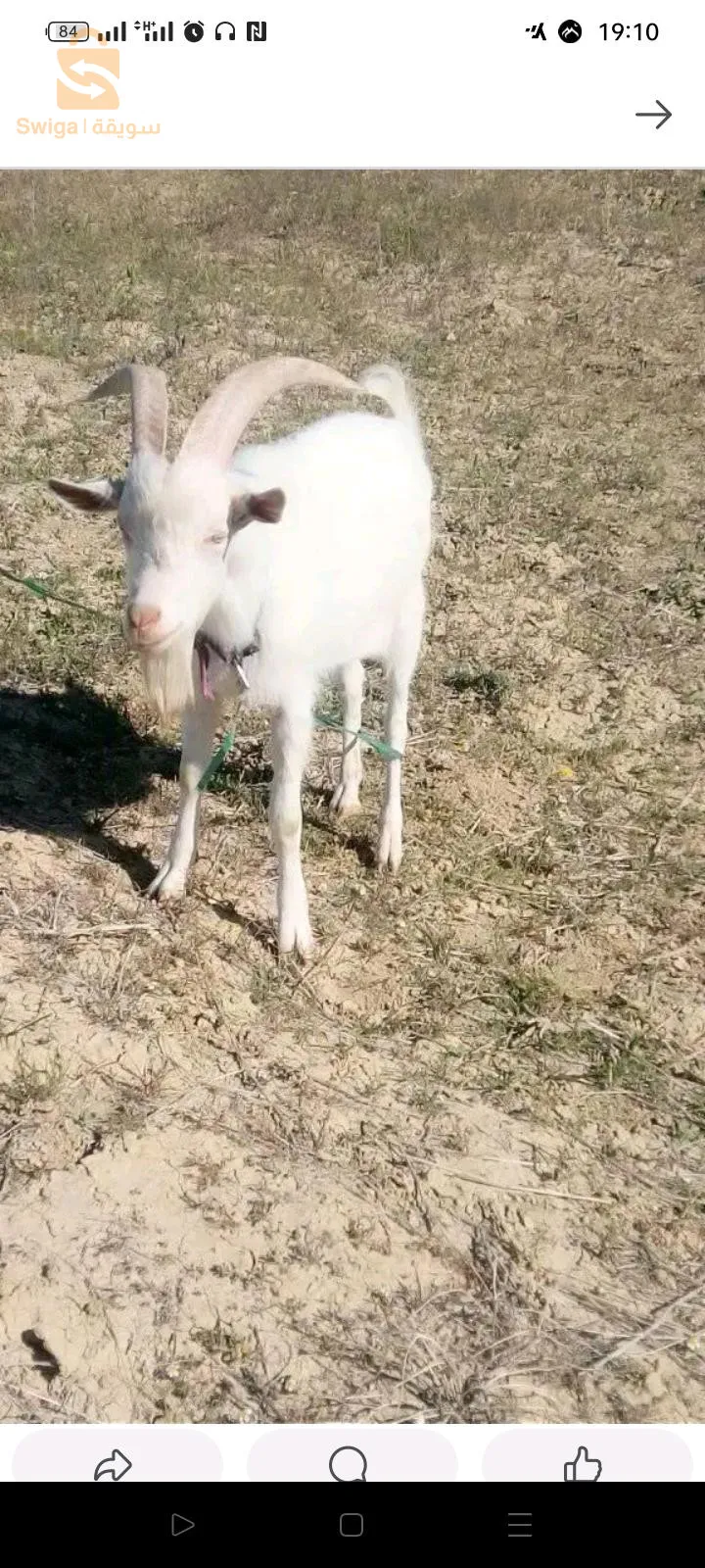 المدية
