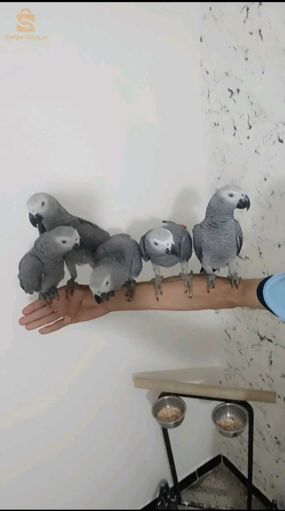 ببغاء مدريسي