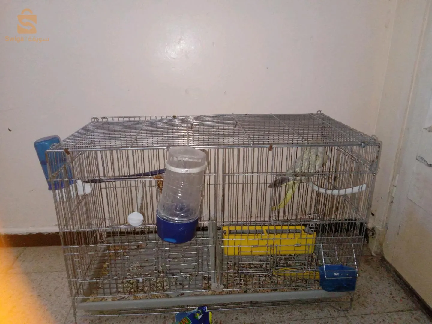 طائر الكوكتال او الكاليبسو