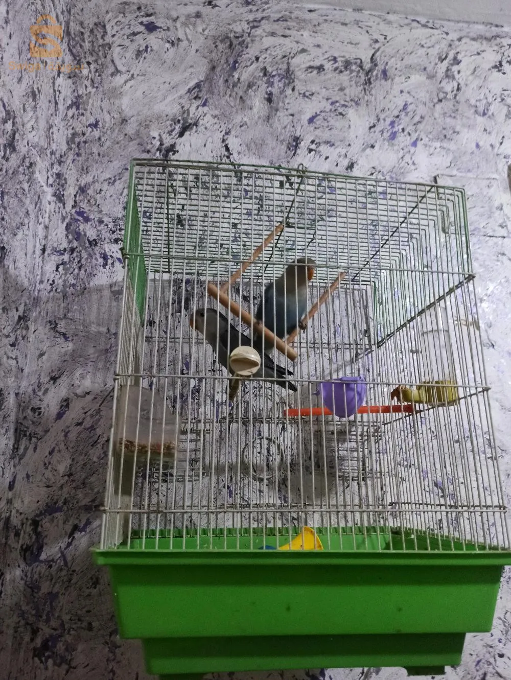 زوج فروخا روز