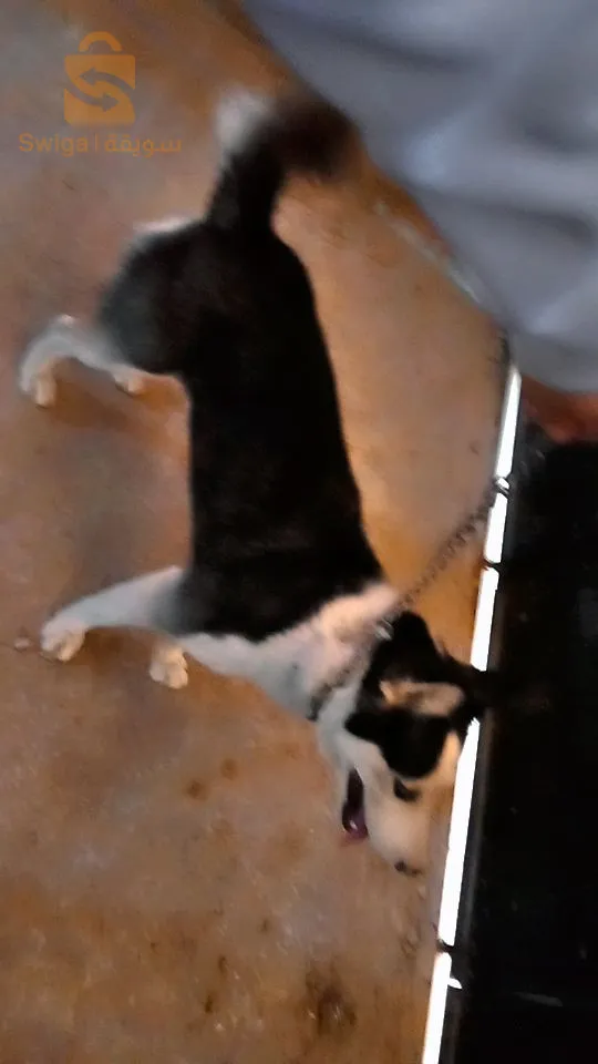 هاسكي في عمرو تسعة شعور