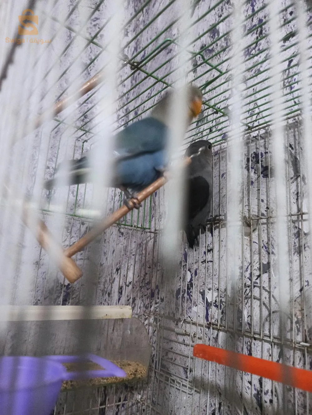 زوج فروخا روز