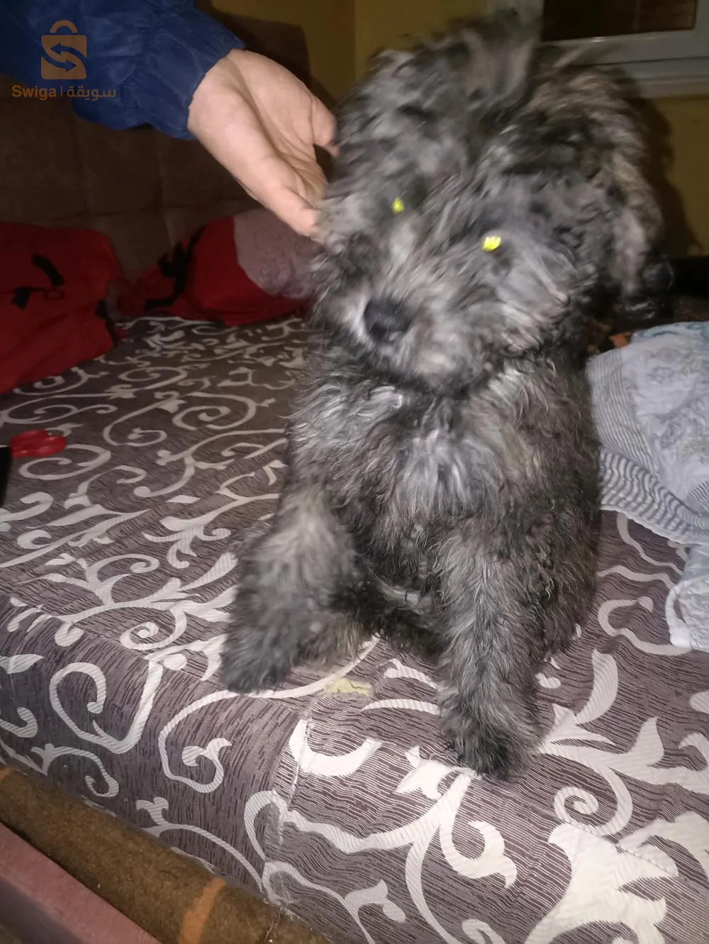 Sedi abdellah - zeralda