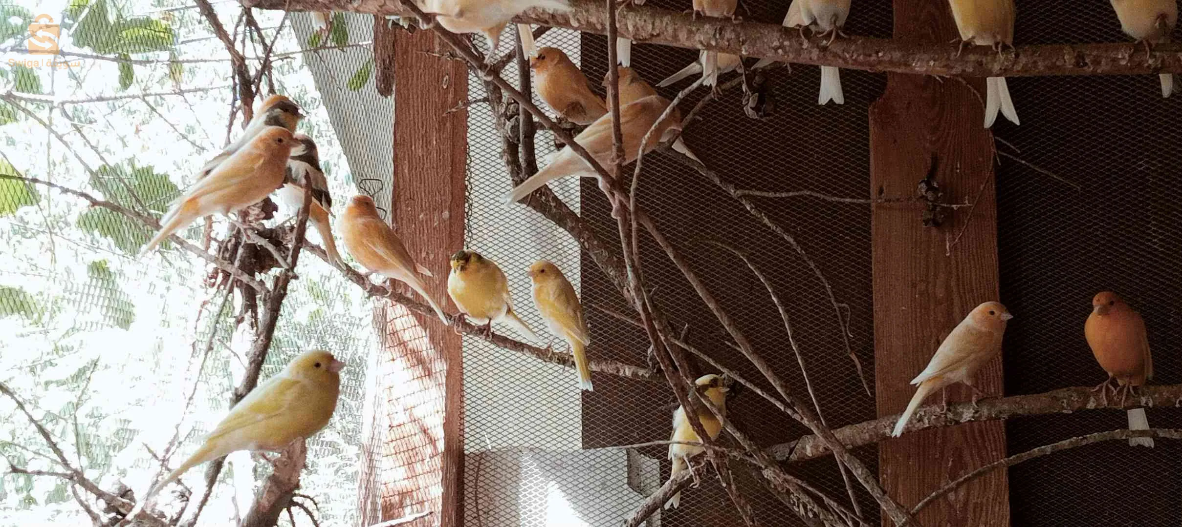 كناري للبيع