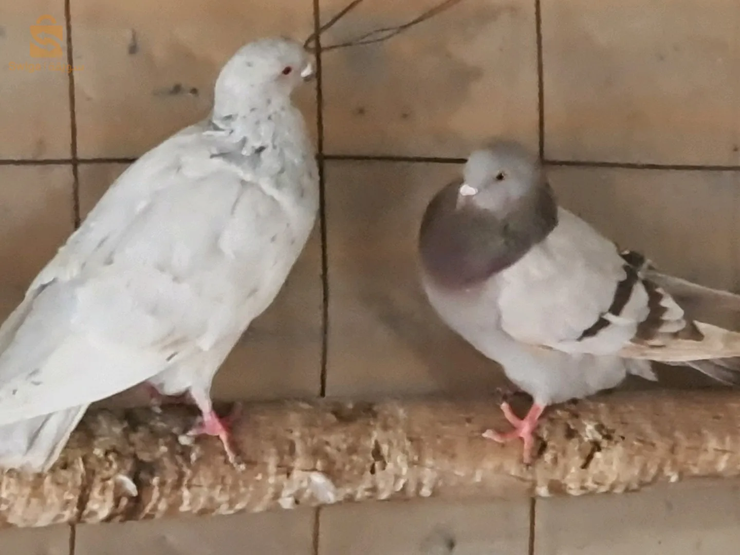 عين ولمان سطيف