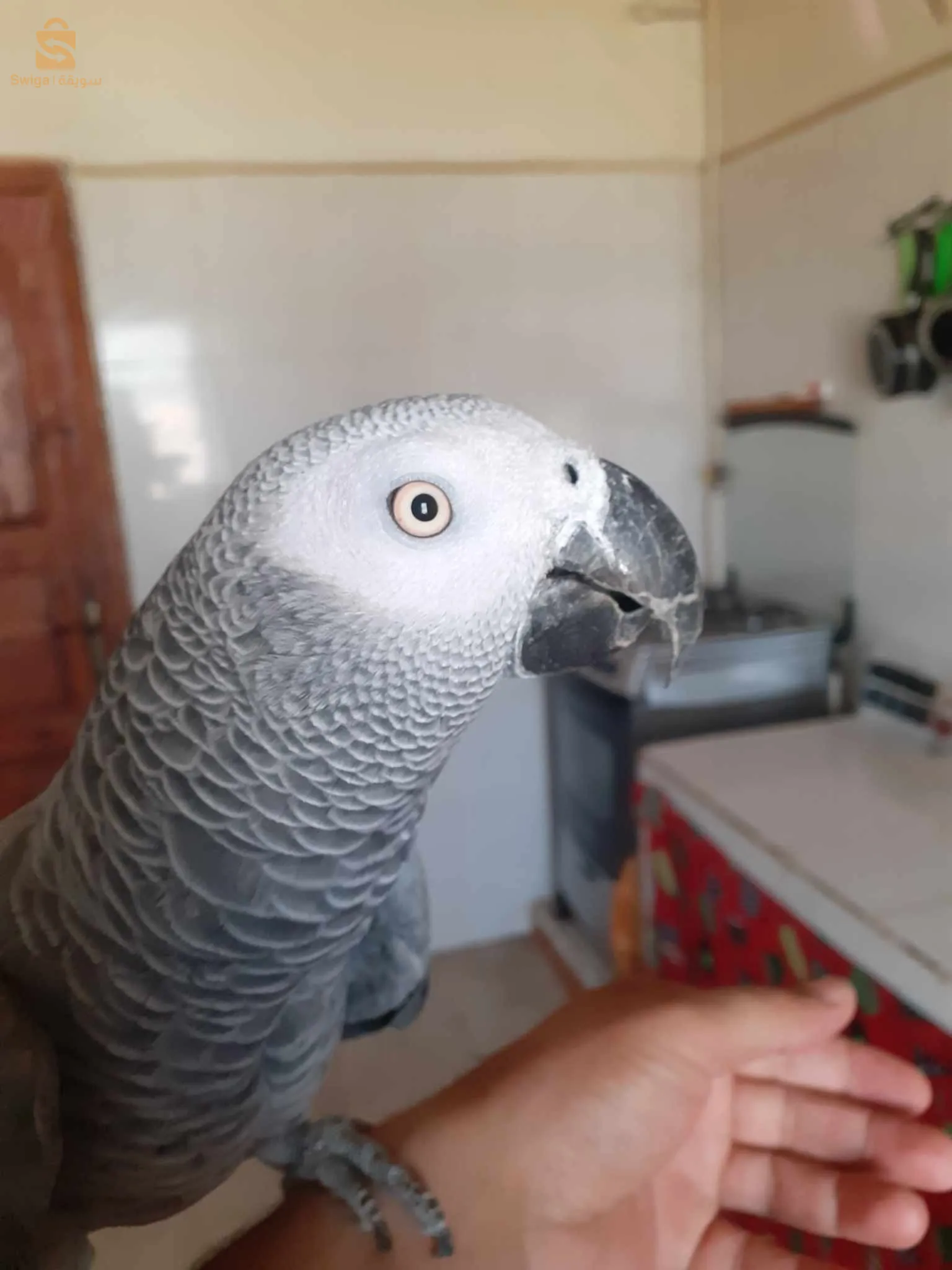 غابوني للبيع مدريسي في عمرو تقريبا 5 سنوات كالم يهدر يصفر يقلد الكثير من الاصوات في صحة جيدة