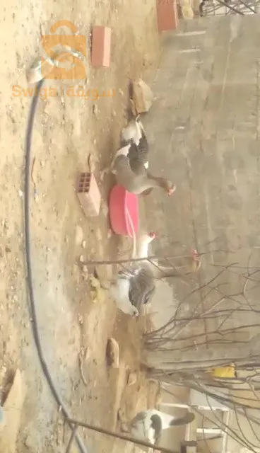 وز عربي