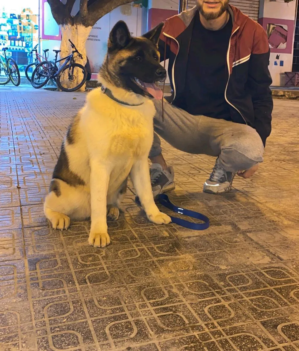 Akita American _