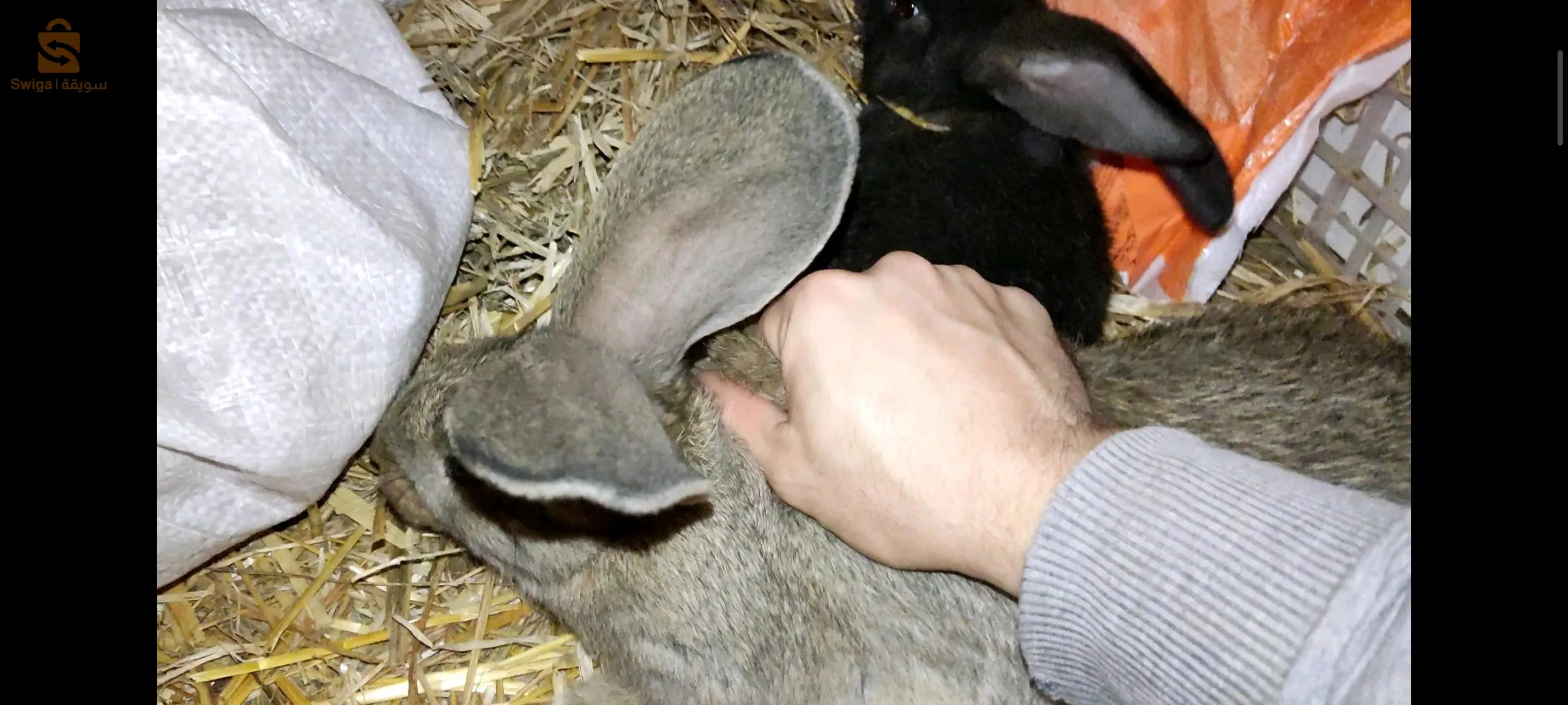 بلدية اغبال ولاية تيبازة