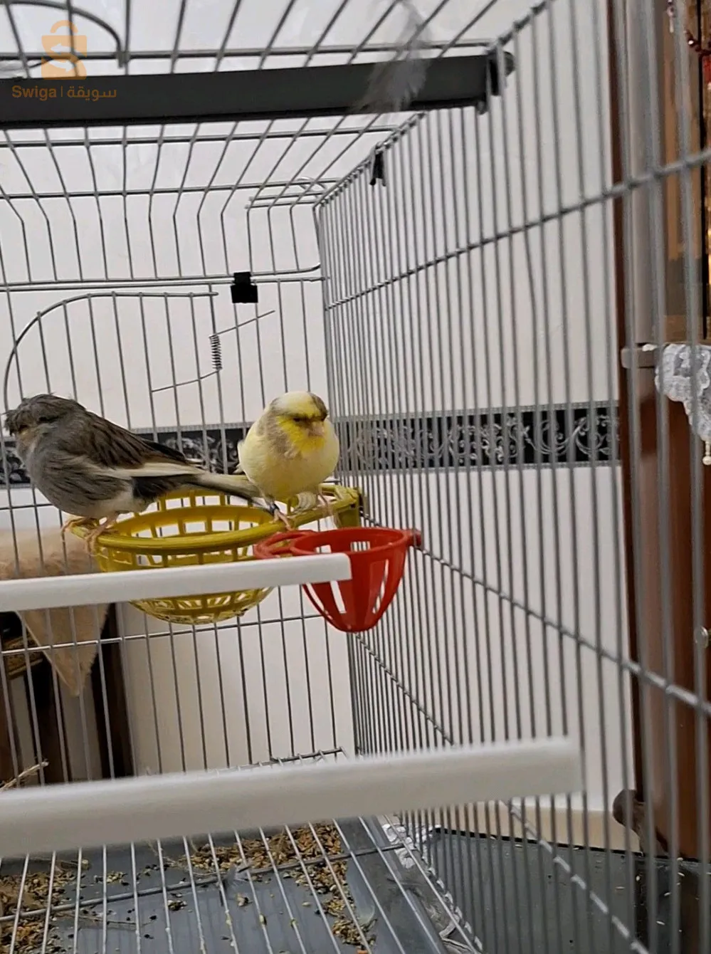 كوبل كناري جلوستر واجدين