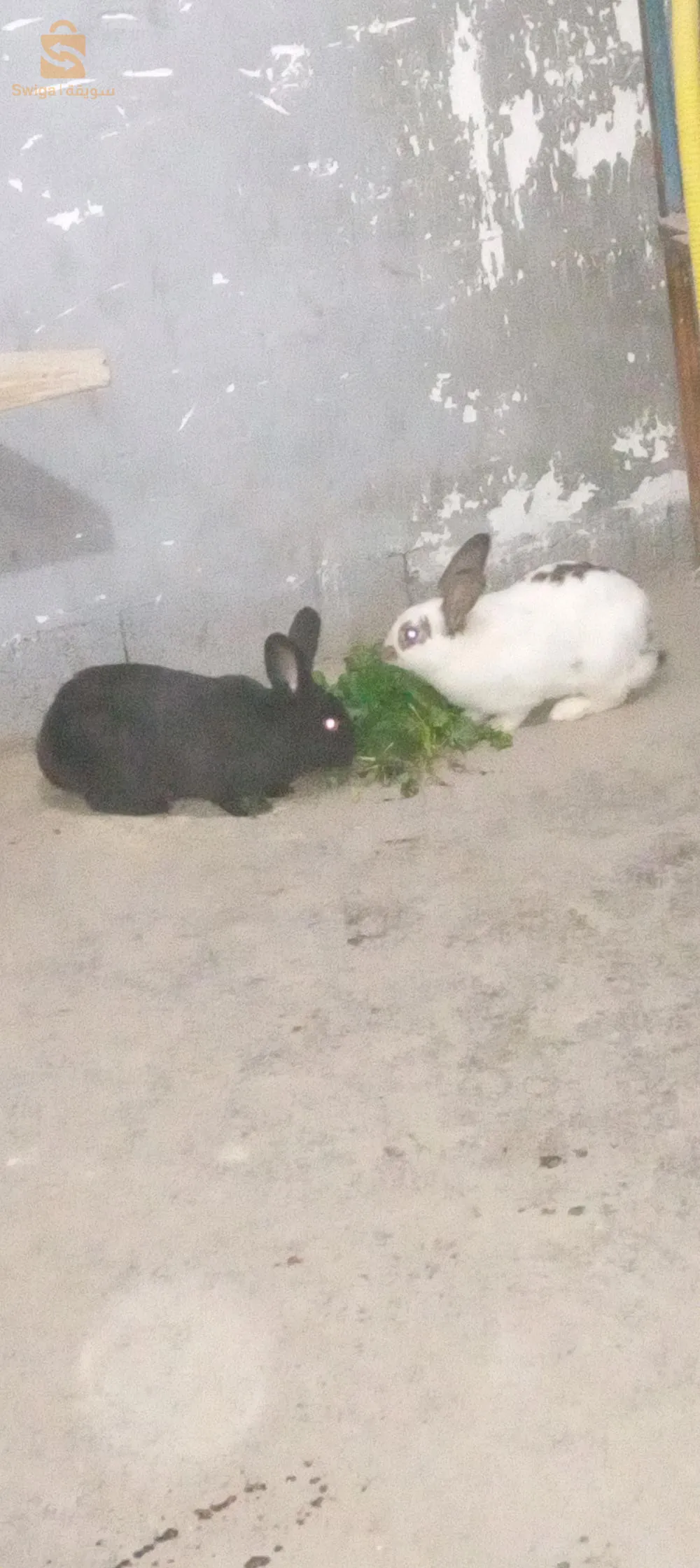 قبل لعيد صغير شوية اتصلو بيا