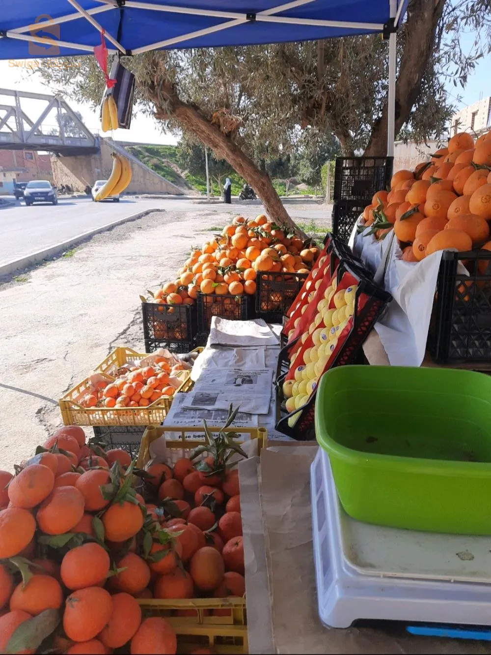 بيت الزعيم للفواكه