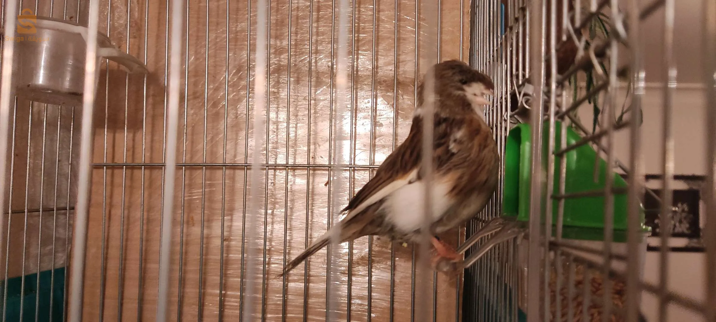 ذكر ڨلوستر ڨري بلو بوستير مليحة باڨ 23 عندو كورونا نتاعو صغيرة